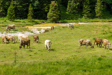 Fototapeta na wymiar bovines grazing