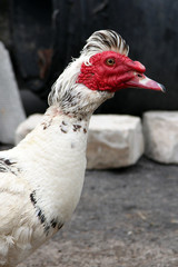 Muscovy duck
