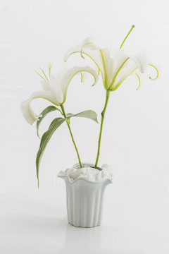 White liiy in white vase