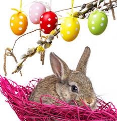 little baby rabbit in a pink nest and easter eggs