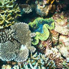 Giant clam at the tropical coral reef