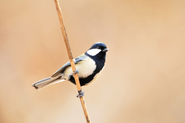 シジュウカラ