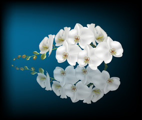 white orchid with reflection on dark blue background