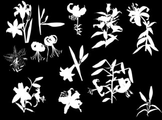 white lily flowers silhouettes isolated on black