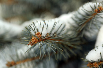 Covered with snow branch of spruce, outdoors