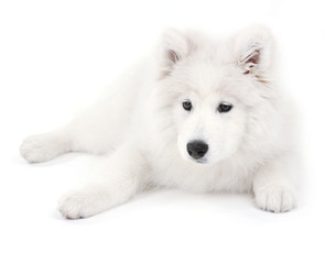 Friendly Samoyed dog isolated on white