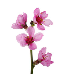 Fototapeta na wymiar pink blossoms