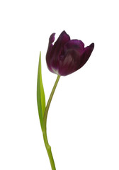 tulip