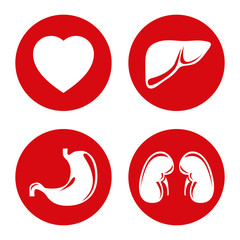 Obraz premium Human internal organs vector icons set.
