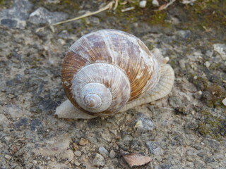 escargot