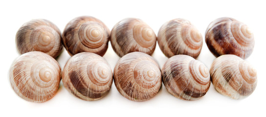 Snails isolated on white