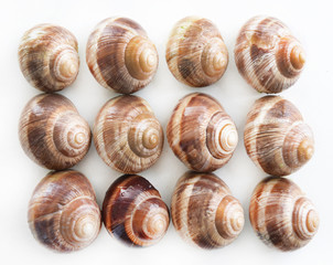 Snails isolated on white