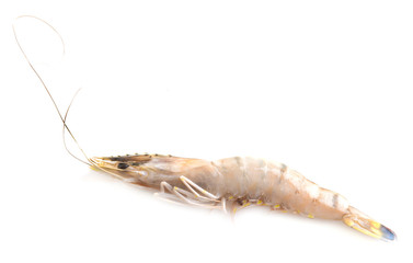 Shrimp isolated on white
