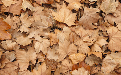 Autumn leaves