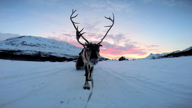 POV Norwegian Sledge Reindeer animal  pet snow covered landscape sunset 