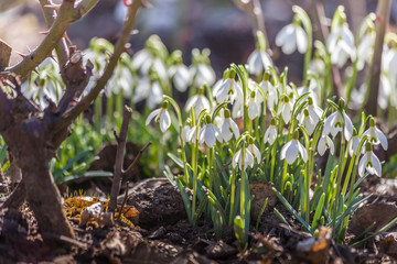 Schneeglöckchen (Galanthus)