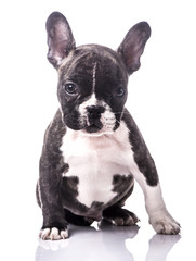 French bulldog portrait puppy