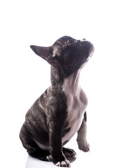 Obraz premium Puppy portrait