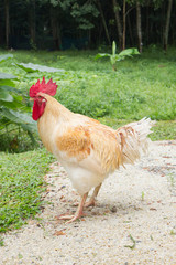 White Cockerel