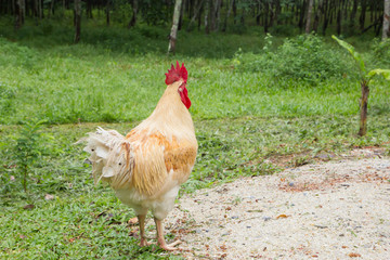 White Cockerel