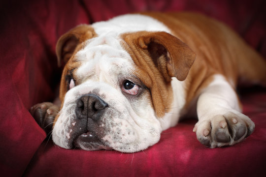 Cucciolo di Bulldog inglese