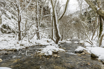 Winter branch covered with snow