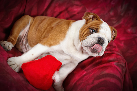 Cucciolo di Bulldog inglese