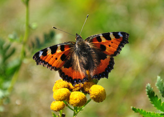 Kleiner Fuchs (Aglais urticae)