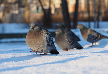 pigeon