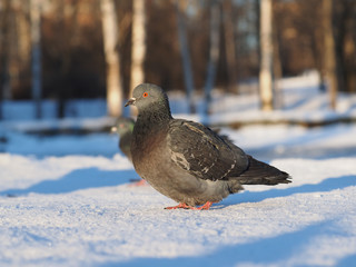 pigeon