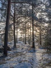 Naklejka premium forest in winter