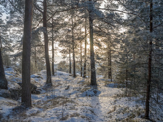 forest in winter