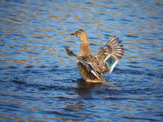 duck flaps its wings