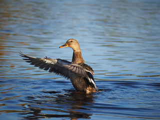 duck flaps its wings