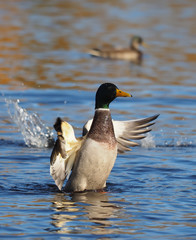 duck flaps its wings