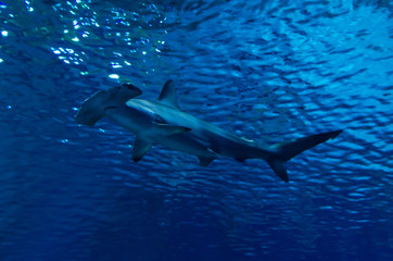 Silhouette of hammerhead shark in the water - obrazy, fototapety, plakaty