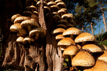Armillaria fungus in tree