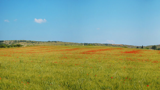 Collina con prato verde e papaveri