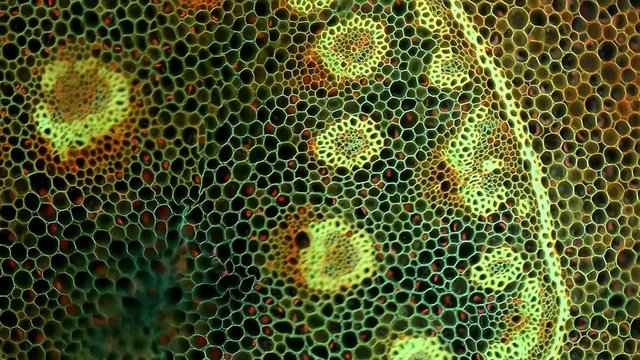 Cross-section lily of the valley's root