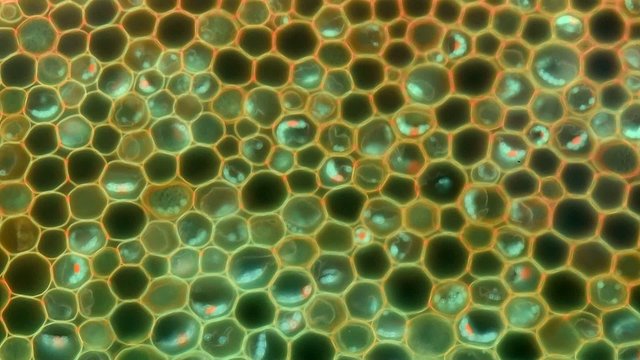 Cross-section lily of the valley's root