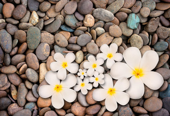 Fototapeta na wymiar White plumeria flower on stone background
