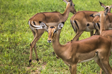 Female impala antelopes in Maasai Mara National Reserve, Kenya.