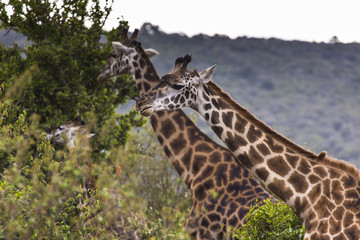 Giraffe on safari wild drive, Kenia.