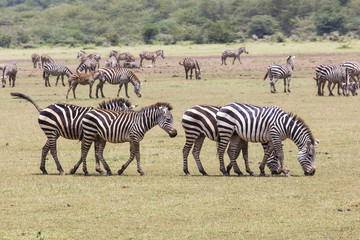 Fototapeta na wymiar Zebra in the grass (Masai Mara; Kenya)