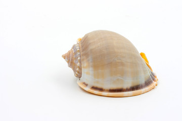 shells of Phalium glaucum on white background