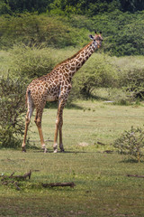 Giraffe on safari wild drive, Kenya.