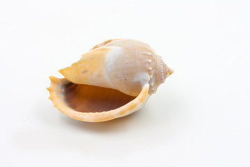 shells of Phalium glaucum on white background