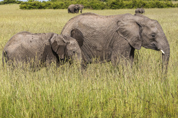Naklejka na ściany i meble Wild elephant in Maasai Mara National Reserve, Kenya.