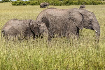 Obraz premium Wild elephant in Maasai Mara National Reserve, Kenya.