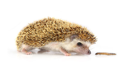 Hedgehog isolate on white background